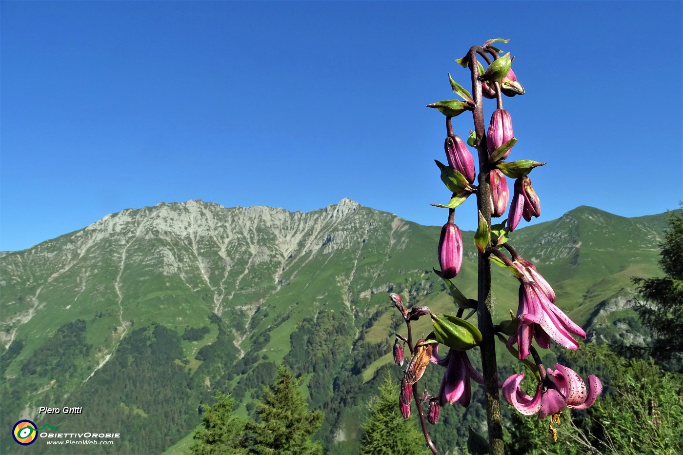 15 Giglio martagone (Lilium martagon) con vista in Menna .JPG -                                